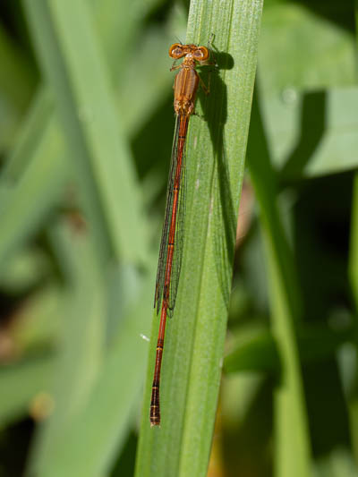 Anisagrion allopterum (Middle American Pearlwing) male.jpg